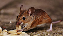 24 Hour & Emergency Exterminators in Eckville, PA